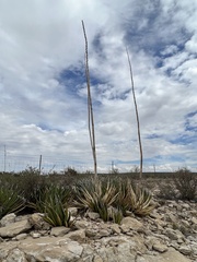Agave lechuguilla