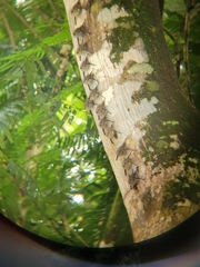 Rhynchonycteris naso