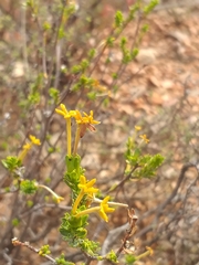 Lasiosiphon deserticola