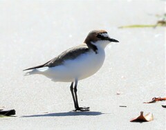 Charadrius ruficapillus