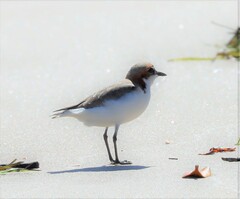 Charadrius ruficapillus