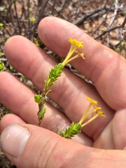 Lasiosiphon deserticola