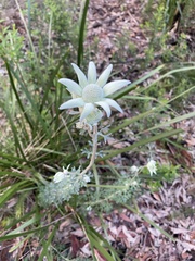 Actinotus helianthi