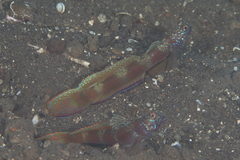 Amblyeleotris latifasciata