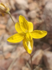 Cyanella lutea lutea