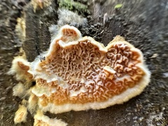 Serpula himantioides