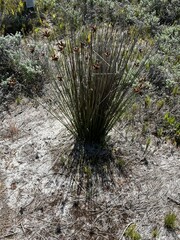 Hellmuthia membranacea