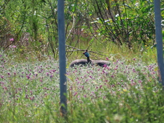 Numida meleagris coronatus