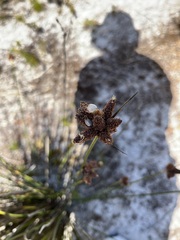 Hellmuthia membranacea