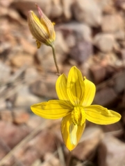 Cyanella lutea lutea