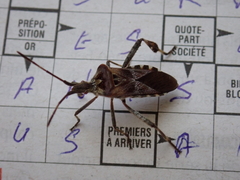 Leptoglossus occidentalis