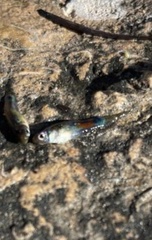 Poecilia reticulata