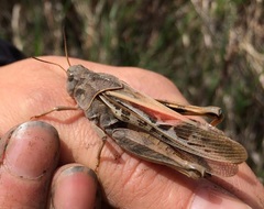 Pardalophora apiculata