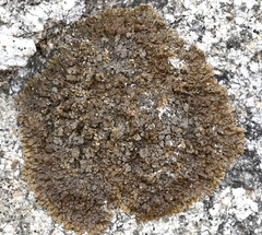 Xanthoparmelia loxodes