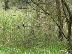 Malurus lamberti