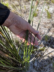 Hellmuthia membranacea