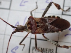 Leptoglossus occidentalis