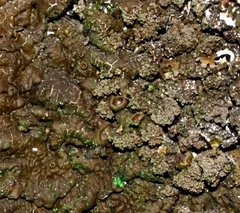 Xanthoparmelia loxodes