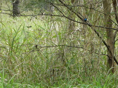 Malurus lamberti