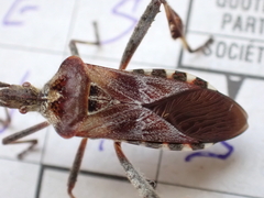 Leptoglossus occidentalis