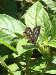 Leptotes plinius
