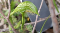 Pterostylis plumosa