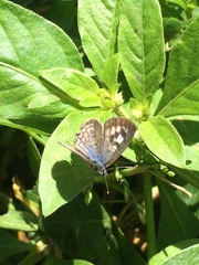 Leptotes plinius