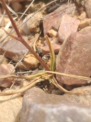 Cyanella lutea lutea