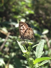Leptotes plinius