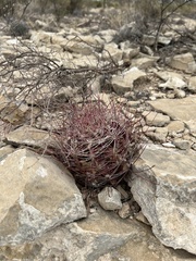 Hamatocactus hamatacanthus