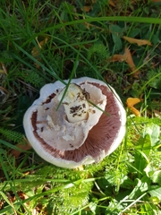 Agaricus xanthodermus