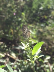 Leptotes plinius