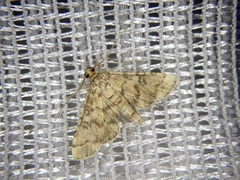 Nacoleia satsumalis