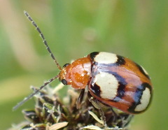 Monolepta bioculata