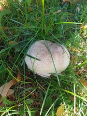Agaricus xanthodermus