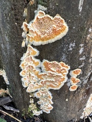 Serpula himantioides