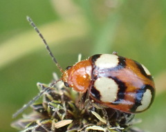 Monolepta bioculata