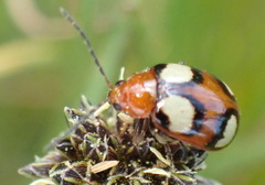Monolepta bioculata