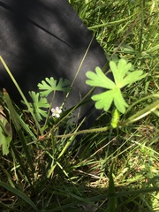 Geranium solanderi