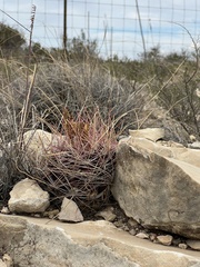 Hamatocactus hamatacanthus