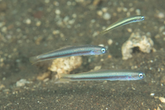 Ptereleotris rubristigma