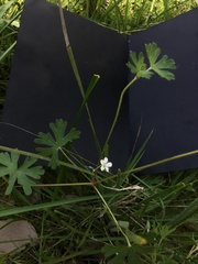 Geranium solanderi