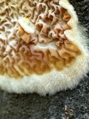 Serpula himantioides