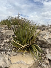 Agave lechuguilla