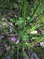 Geranium solanderi