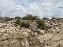Agave lechuguilla