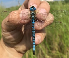 Aeshna affinis