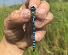 Aeshna affinis