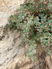 Euphorbia cinerascens