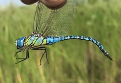 Aeshna affinis